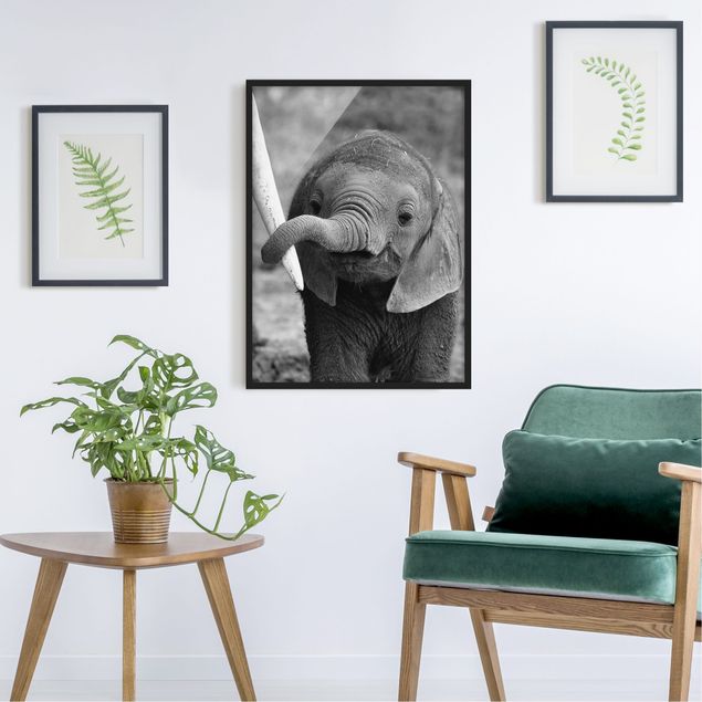 Ingelijste posters Baby Elephant