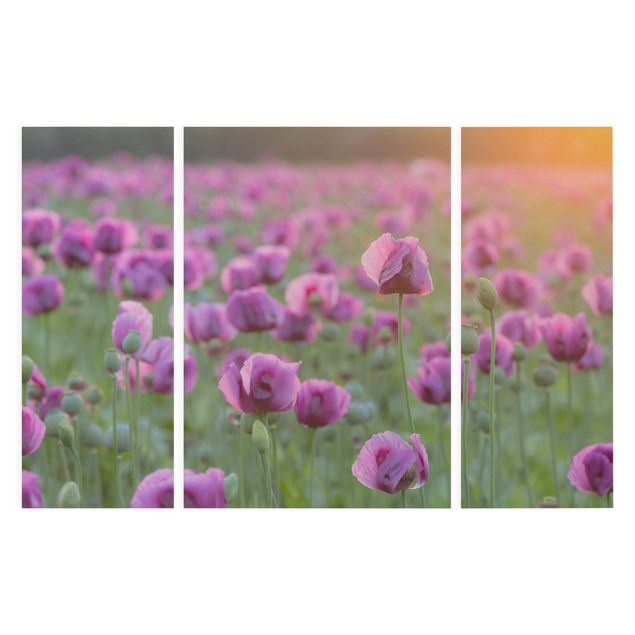 Canvas schilderijen - 3-delig Purple Poppy Flower Meadow In Spring