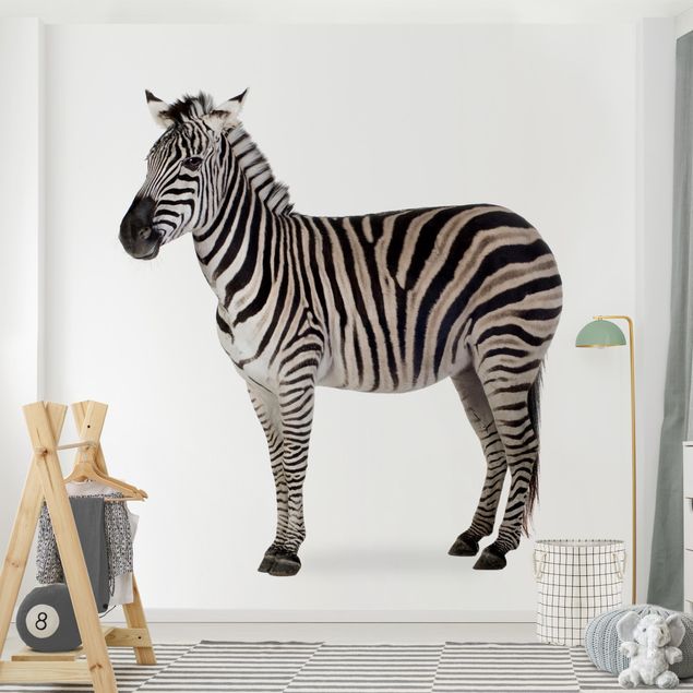 Fotobehang Big Zebra