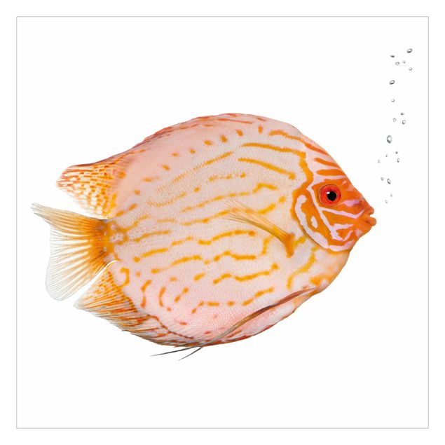 Fotobehang Discus fish