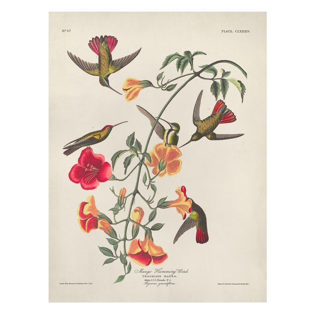 Canvas schilderijen Vintage Board Mango Hummingbirds