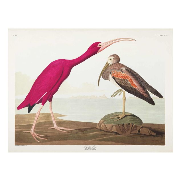 Glasschilderijen Vintage Board Red Ibis