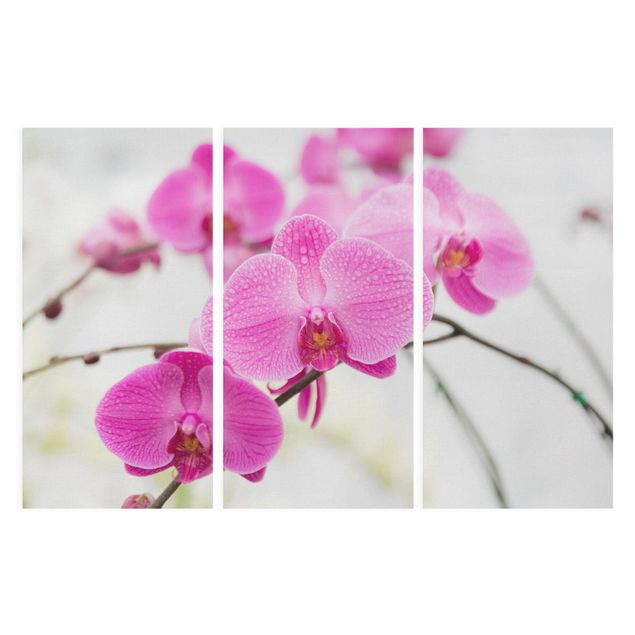 Canvas schilderijen - 3-delig Close-Up Orchid