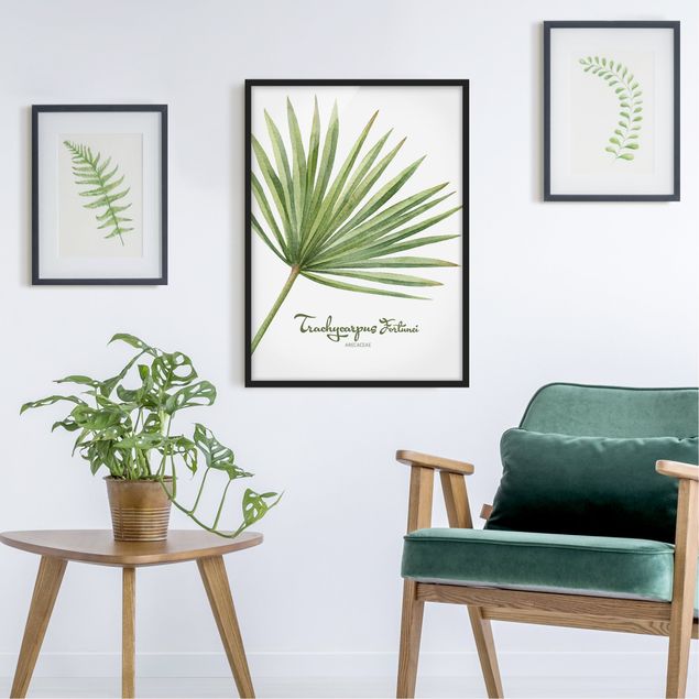 Ingelijste posters Watercolour Botany Trachycarpus Fortunei