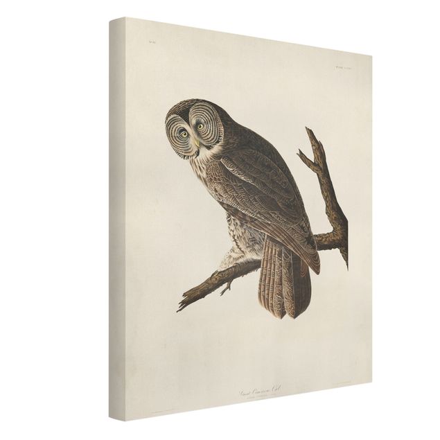Canvas schilderijen Vintage Board Great Owl