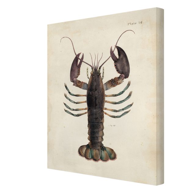 Canvas schilderijen Vintage Illustration Lobster