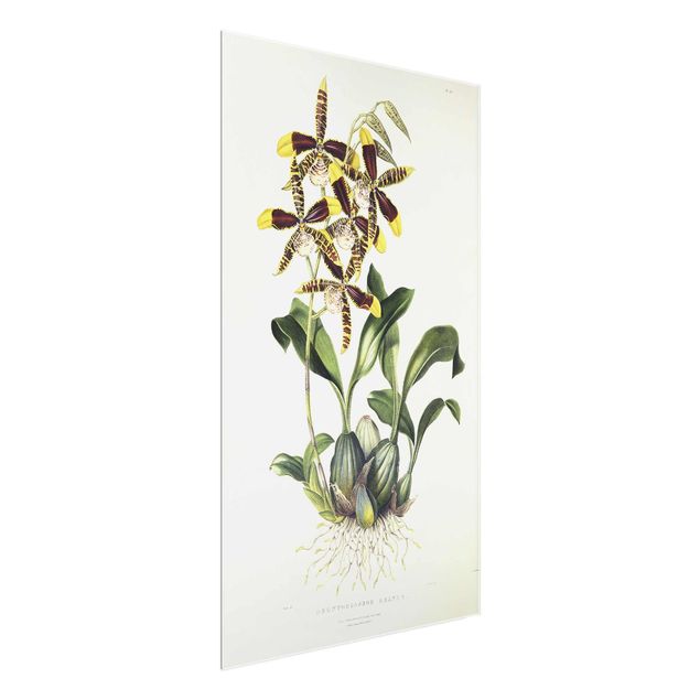 Glasschilderijen Maxim Gauci - Orchid II