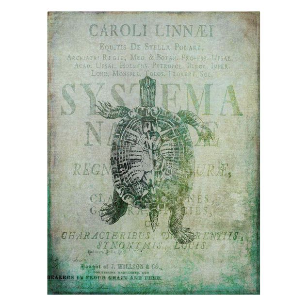 Canvas schilderijen Vintage Collage - Antique Turtle