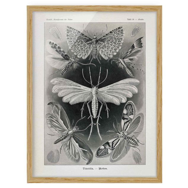 Ingelijste posters Vintage Board Moths And Butterflies