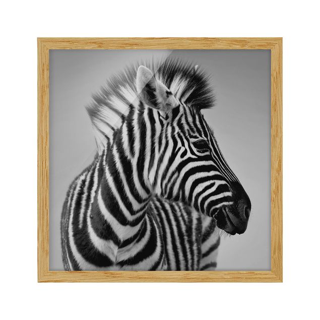 Ingelijste posters Zebra Baby Portrait II