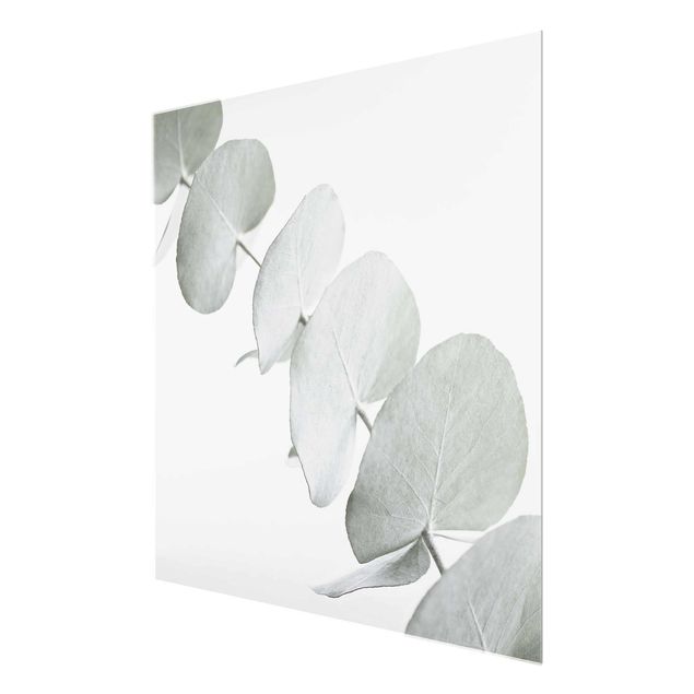 Glasschilderijen Eucalyptus Branch In White Light