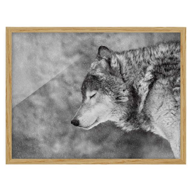 Ingelijste posters Winter Wolf