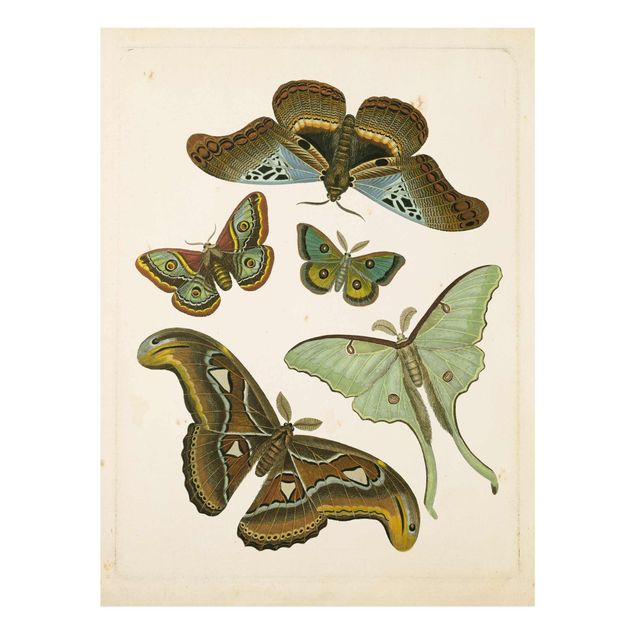 Glasschilderijen Vintage Illustration Exotic Butterflies II