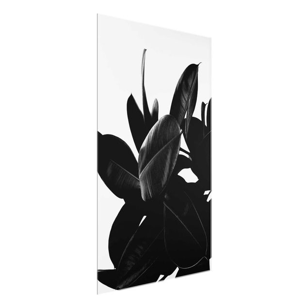 Glasschilderijen Rubber Tree Black And White
