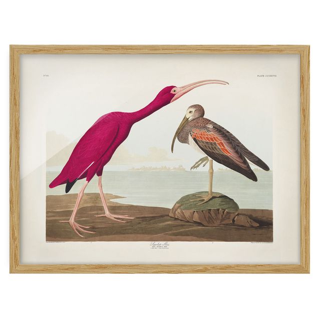 Ingelijste posters Vintage Board Red Ibis