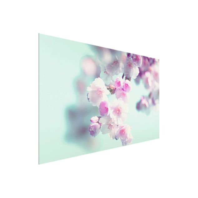Glasschilderijen Colourful Cherry Blossoms
