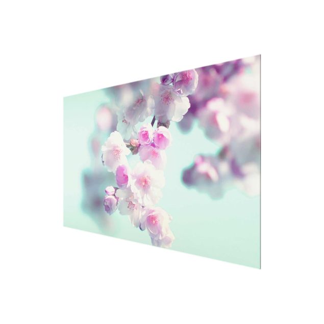 Glasschilderijen Colourful Cherry Blossoms