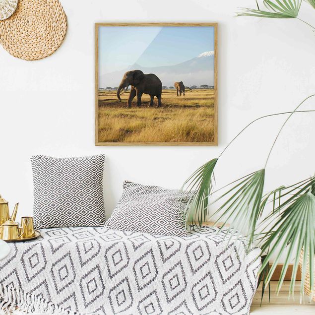 Ingelijste posters Elephants In Front Of The Kilimanjaro In Kenya