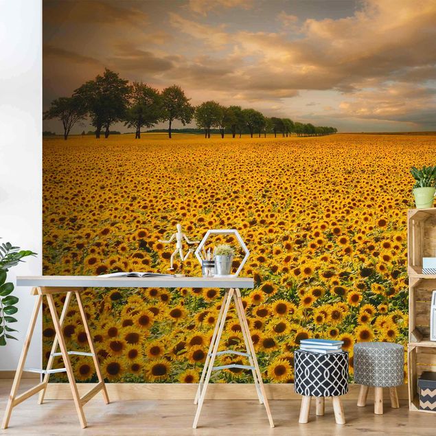 Fotobehang Field With Sunflowers