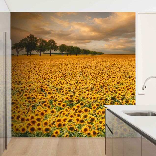 Fotobehang Field With Sunflowers