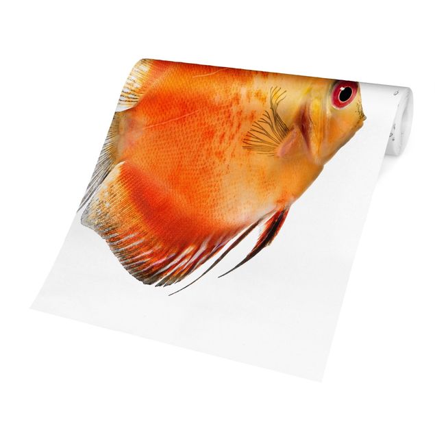 Fotobehang Fire Red Discus fish