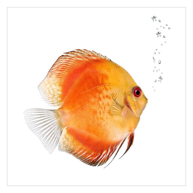 Fotobehang Fire Red Discus fish