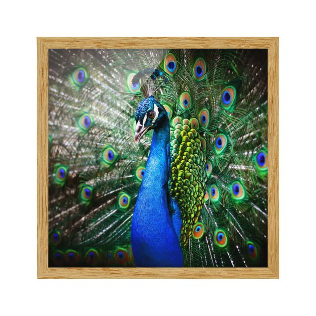 Ingelijste posters Noble Peacock