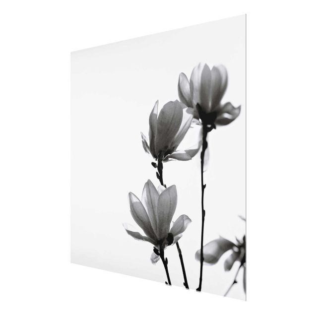 Glasschilderijen Herald Of Spring Magnolia Black And White
