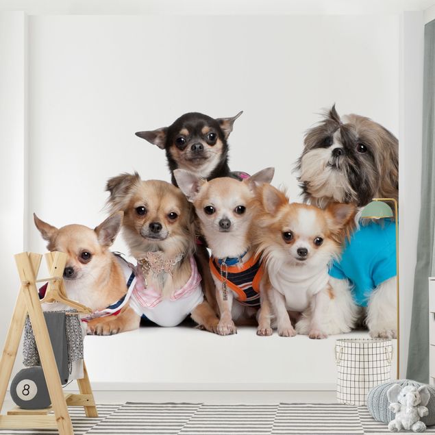 Fotobehang Five Chihuahuas And A Shi