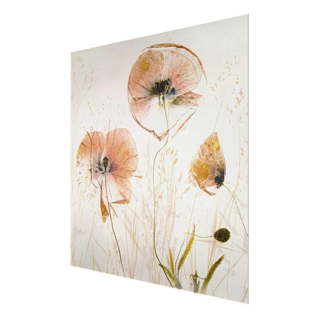 Glasschilderijen Dried Poppy Flowers With Delicate Grasses