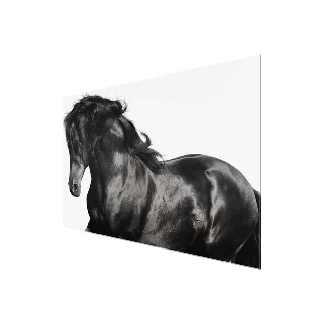 Glasschilderijen Arabian Stallion