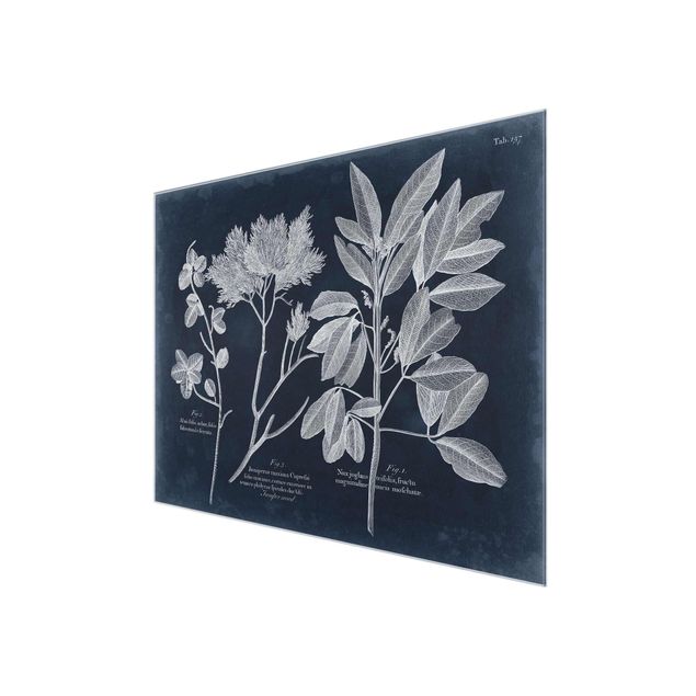 Glasschilderijen Foliage Dark Blue - Juniper