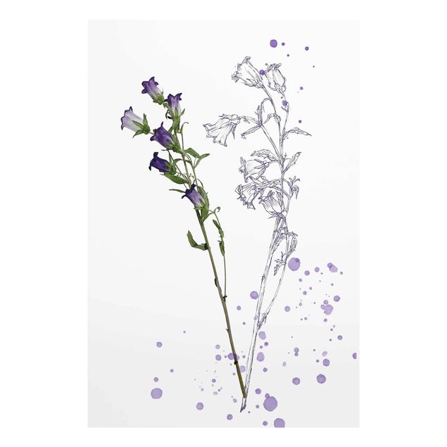Glasschilderijen Botanical Watercolour - Bellflower