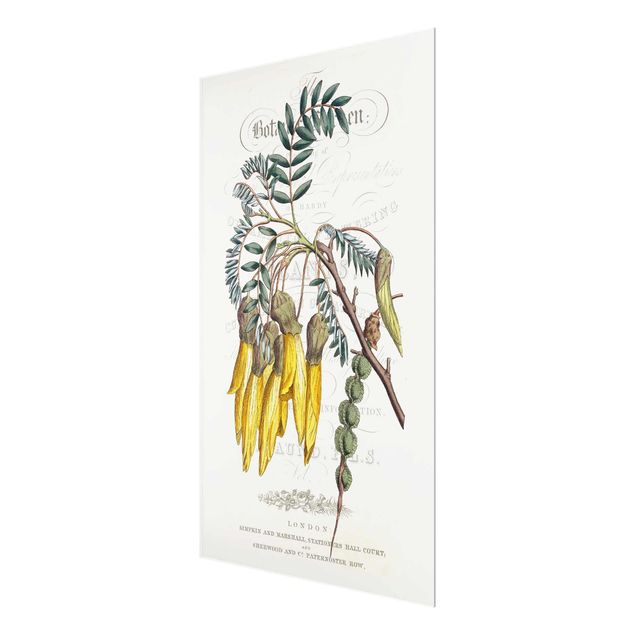 Glasschilderijen Botanical Tableau - Schnurbaum