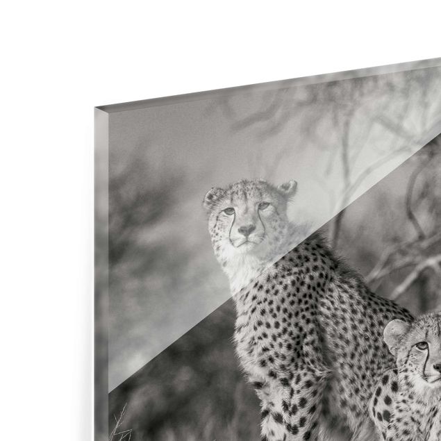 Glasschilderijen Three Cheetahs