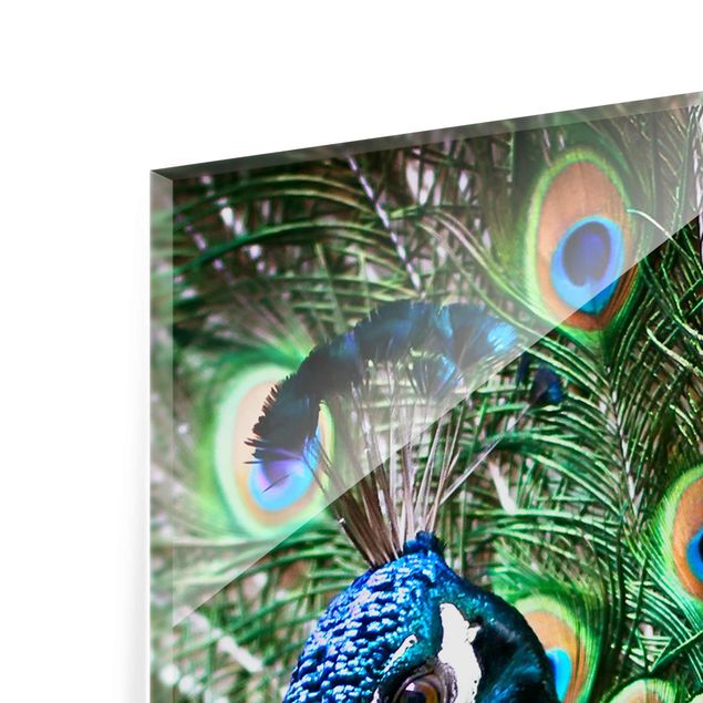 Glasschilderijen Noble Peacock