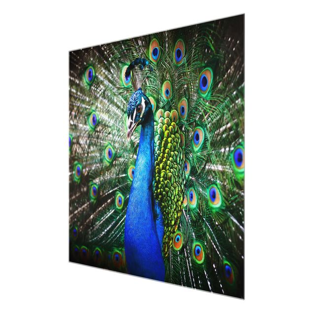 Glasschilderijen Noble Peacock