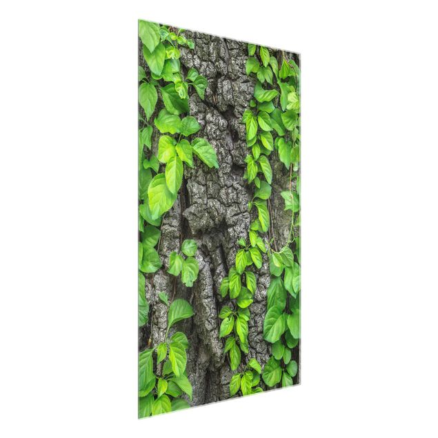 Glasschilderijen Ivy Tendrils Tree Bark