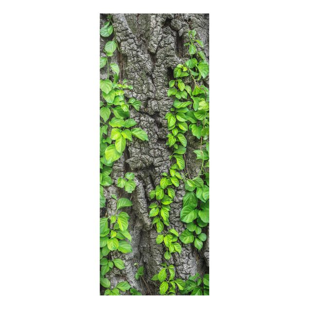 Glasschilderijen Ivy Tendrils Tree Bark