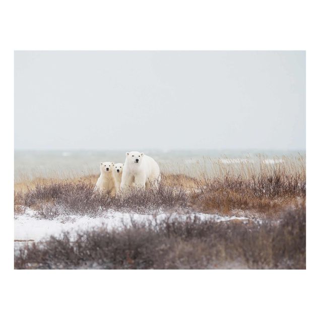 Glasschilderijen Polar Bear And Her Cubs