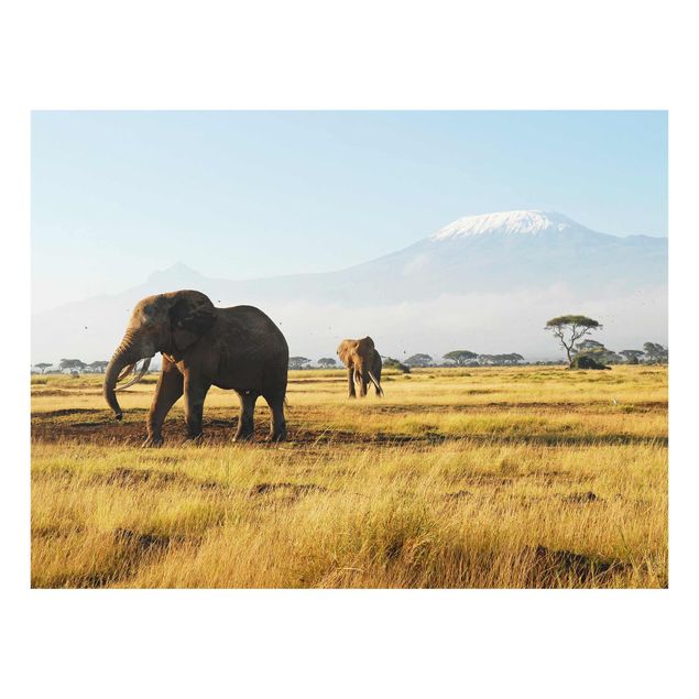 Glasschilderijen Elephants In Front Of The Kilimanjaro In Kenya