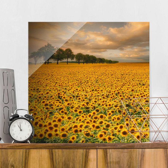 Glas Magnetboard Field With Sunflowers