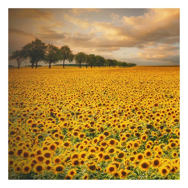Glasschilderijen Field With Sunflowers