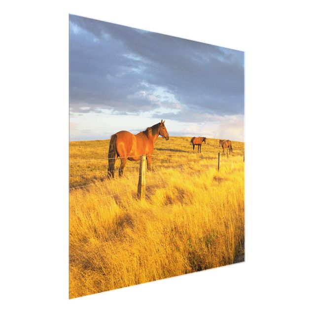 Glasschilderijen Field Road And Horse In Evening Sun