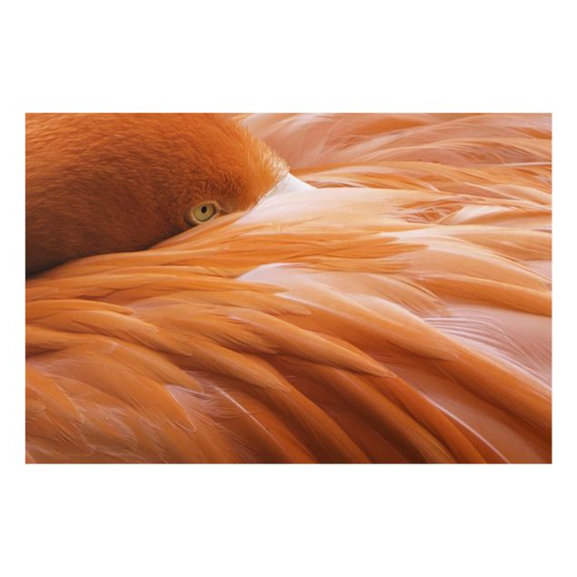 Glasschilderijen Flamingo Feathers