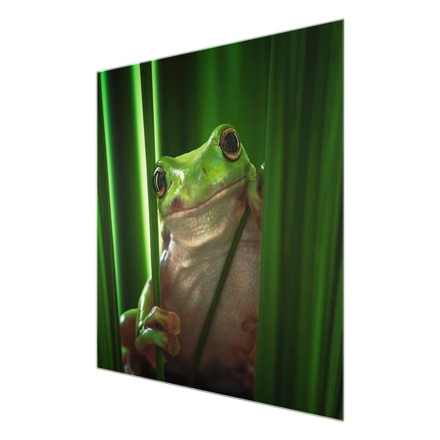 Glasschilderijen Merry Frog