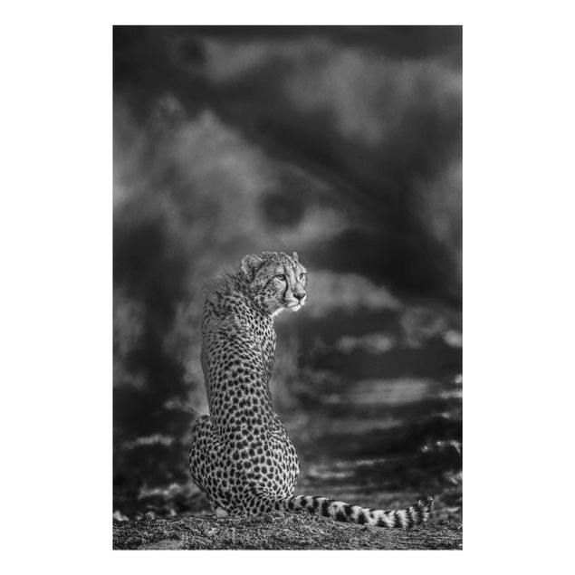 Glasschilderijen Cheetah In The Wildness