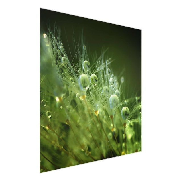 Glasschilderijen Green Seeds In The Rain