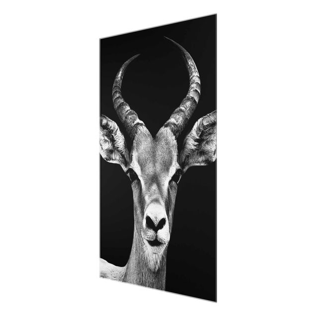 Glasschilderijen Impala antelope black & white