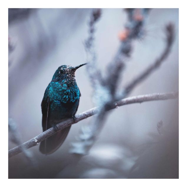 Glasschilderijen Hummingbird In Winter